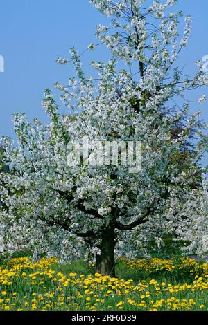 Ciliegio fiorito nel prato di tarassaco (Taraxacum officinale), Altes Land, ciliegio selvatico (Prunus avium), fior di vacca comune, tarassaco, Germania Foto Stock