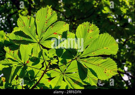 Foglie di castagno soleggiate, castagne di cavallo (Aesculus), Allgaeu, Baviera, Germania Foto Stock