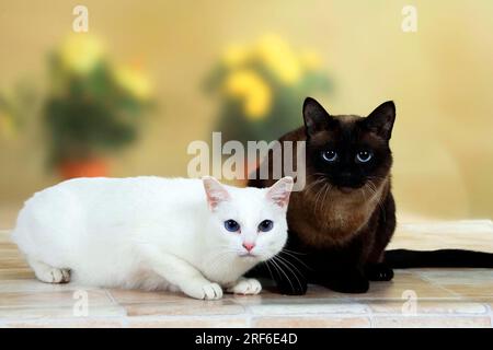 Gatto orientale Shorthair, bianco e tailandese, gatto siamese (vecchio tipo), siamese, OKH, orientale Shorthair Foto Stock