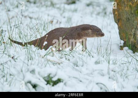 Lontra europea (Lutra lutra), salta sulla neve, inverno, prigioniero, Germania Foto Stock