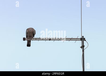 Un piccione si trova su un'antenna sul tetto con la testa rivolta all'indietro Foto Stock