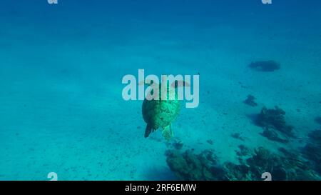 Vista dall'alto della grande tartaruga del Mare Verde (Chelonia mydas) che galleggia nel profondo del fondale marino vicino alla barriera corallina, grandangolo Foto Stock