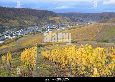 Ammira il villaggio del vino Bruttig-Fankel, i vigneti autunnali, la Mosella, la Renania-Palatinato, la Germania Foto Stock