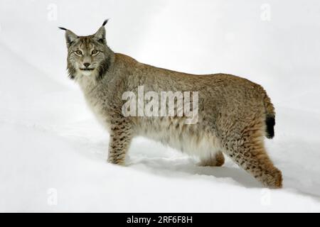 European Lynx (Lynx Lynx) (Felis Lynx), Side Foto Stock