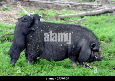 Maiali abbelliti vietnamiti, scrofa con suinetti, maiali abbelliti vietnamiti, maiali, maiali, maialino domestico, maialini Foto Stock