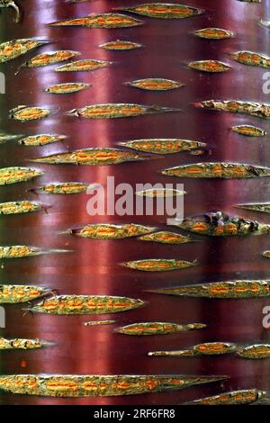 Betulla rossa cinese, corteccia, betulla rossa cinese (Betula albosinensis) Foto Stock