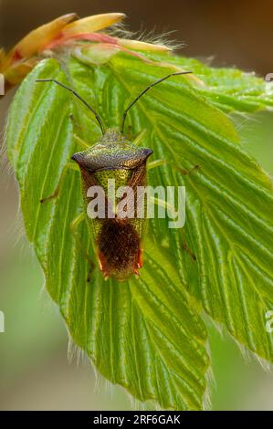 Bug genitore (Elasmucha grisea), Brandeburgo, Germania, Bug madre Foto Stock