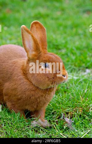 Red New Zealander, Red New Zealand Rabbit, Domestic Rabbit Foto Stock