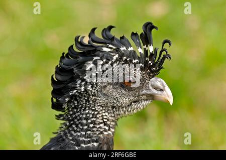 Great Curassow (Crax rubra), femmina, laterale, profilo Foto Stock