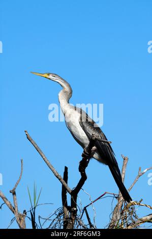 Indian Oriental darter (Anhinga melanogaster), Kakadu National Park, Northern Territory, India Darter, Australia Foto Stock