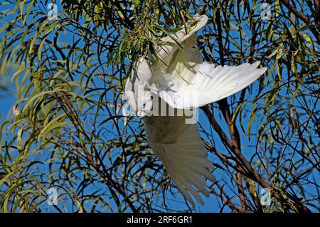 Little Corella (Cacatua sanguinea), Litchfield National Park, Northern Territory, Australia, Bar-eyed Cockatoo Foto Stock