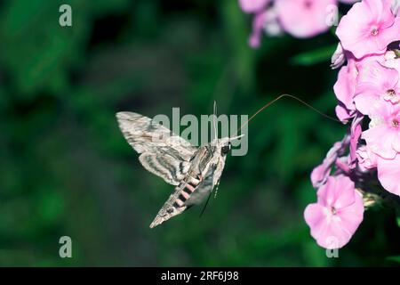 Convolvulus Hawkmoth (Herse convolvuli) Austria (Sphinx convolvulvuli), Morning Glory Sphinx Moth Foto Stock