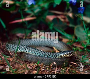 Balkan whip snake (Coluber gemonensis) Stock Photo