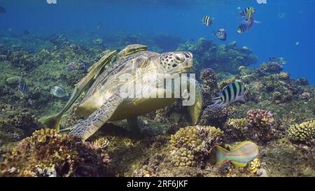 Great Green Sea Turtlle (Chelonia mydas) in cima alla barriera corallina intorno a banchi galleggianti di pesci tropicali nelle giornate di sole, Mar Rosso, Egitto Foto Stock