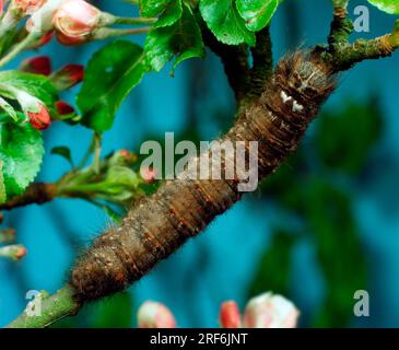 Lappet (Gastropacha quercifolia), caterpillar Foto Stock