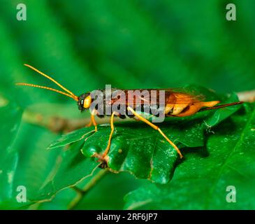 Vespa gigante (Urocerus gigas), vespa gigante in legno Foto Stock