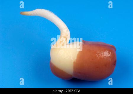 Germoglio di fagioli di Adzuki (Phaseolus angularis) (Vigna angularis), fagioli di Azuki, fagioli di Adsuki Foto Stock