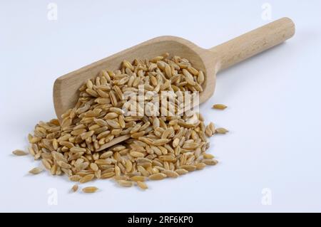 KAMUT (Triticum turgidum polonicum), varietà di frumento, frumento Foto Stock