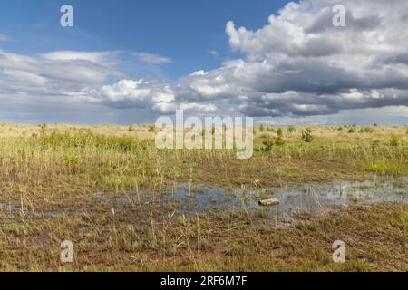 Tentsmuir National Park nel nord-est di Fife, Scozia. Foto Stock