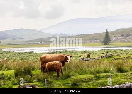 Allevamento di vacche nutrici sull'isola di Colonsay, in Scozia Foto Stock