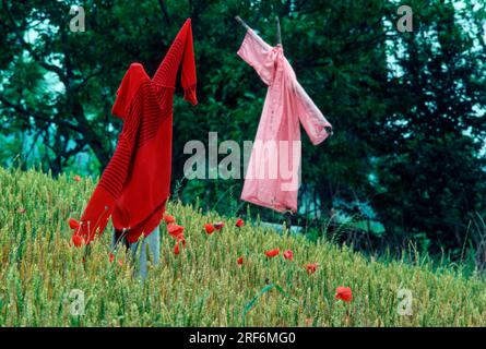 Scarecrows in cornfield Foto Stock