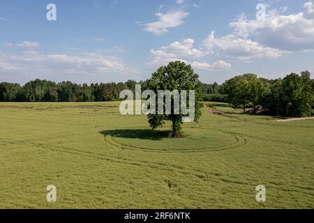 Paesaggio rurale lettone con alberi solitari nel mezzo di un campo agricolo verde in una giornata di sole Foto Stock