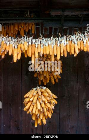 Pannocchie di mais appese ad asciugare Foto Stock