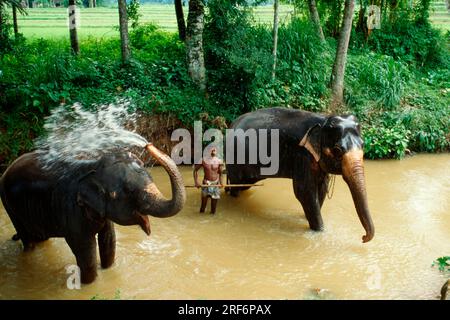 Mahout e elefanti indiani, Pinnawela, Sri Lanka, elefante asiatico (Elephas maximus) Foto Stock