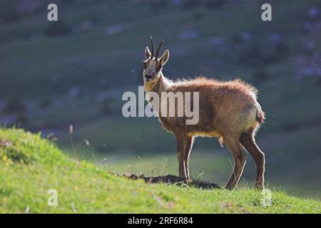 Camoscio pirenano, maschio, Parco nazionale di Ordesa, Pirenei, spagnolo (Rupicapra rupicapra pyrenaica) Foto Stock