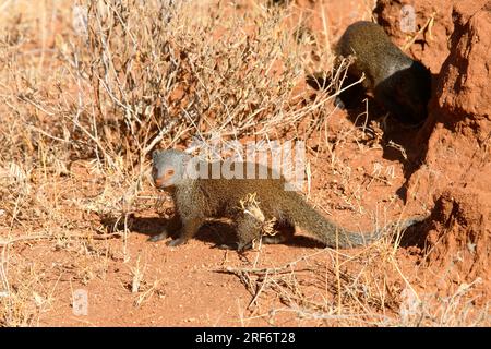 Dwarf Mongoose, riserva nazionale di Samburu, Kenya (Helogale undulata), distretto di Samburu Foto Stock