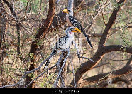 Hornbill a becco giallo, Samburu Game Reserve, Kenya (Tockus flavirostris), Samburu National Reserve, Samburu District Foto Stock