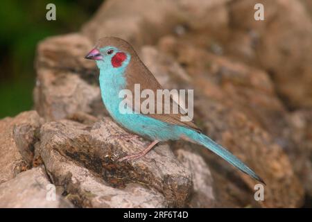 Red Cheeked Blue Waxbill, maschio, Kenya, Red Cheeked (Uraeginthus bengalus) Cordon-bleu Foto Stock