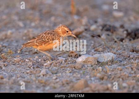 Spike-Heeled Lark, Dolomitpunkt, Etosha, Namibia, marzo 2023 Foto Stock