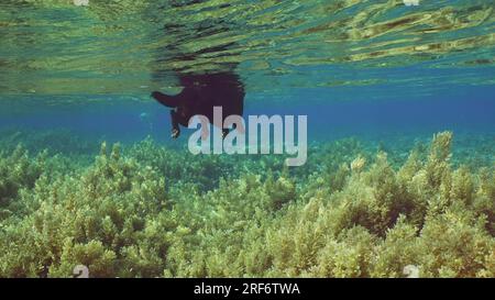 Il bellissimo cane nero nuota sulla superficie dell'acqua sopra il fondo dei coralli ricoperto di alghe marine Brown Sargassum in una luminosa giornata di sole, Mar Rosso, ad esempio Foto Stock