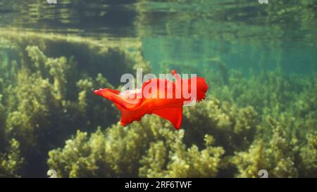 Balli di fango di mare rosso brillante nuotano sopra i boschetti di alghe marine Brown Sargassum. Il ballerino spagnolo Nudibranch (Hexabranchus sanguineus) nuota sopra il letto di sabbia i Foto Stock