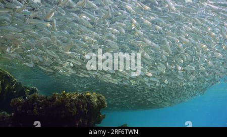 Grande concentrazione di pesci Hardyhead Silverside che nuotano in acque poco profonde su fondali sabbiosi che gettano ombra sul fondale marino alla luce del sole, Mar Rosso, Egitto Foto Stock