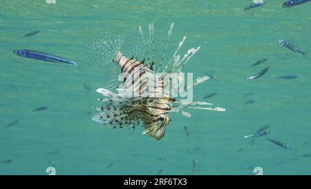 Il pesce leone comune o il pesce leone rosso (Pterois volitans) nuota sott'acqua e va a caccia di pesci di Hardyhead Silverside (Atherinomorus forskalii) nelle giornate di sole, R. Foto Stock