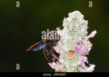 Primo piano delle api da falegname che si nutrono dei fiori di Stachys lanata Foto Stock