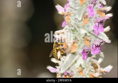 Ape del genere Anthidium che si nutre dei fiori di Stachys lanata Foto Stock