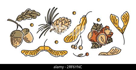 Set di icone moderne e luminose di noci e semi autunnali. Ghiande con foglie, cono di cedro, semi di tiglio, nocciole, semi di acero leone. Stile di schizzo. Per Illustrazione Vettoriale