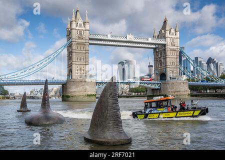 Londra, Regno Unito. Agosto 2023. Un motoscafo passa tre giganti pinne di squalo Megalodon che sembrano salire sulla superficie del Tamigi vicino al Tower Bridge per promuovere l'uscita nel Regno Unito, il 4 agosto, della Warner Bros. Film di immagini "Meg 2: The Trench", con Jason Statham. Secondo il Museo di storia naturale, la specie preistorica conosciuta come Otodus megalodon era lo squalo più grande del mondo e uno dei pesci più grandi mai esistiti. Crediti: Stephen Chung / Alamy Live News Foto Stock