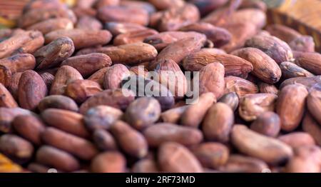 Primo piano di cacao, Theobroma cacao, semi secchi. Sfondo naturale. Foto Stock