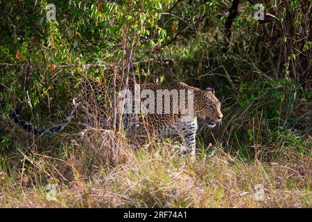Weiblicher Leopard Stabift durch Sein Revier, (Panthera pardus), Kenya, Maasai Mara, Masai Mara, Serengeti, Foto Stock