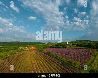 Il levander è una palma con fiore viola. il raccolto di lewander utilizzabile per cosmetici, medicinali, fragranze. In Una gricoltura levander Fields ha un Foto Stock