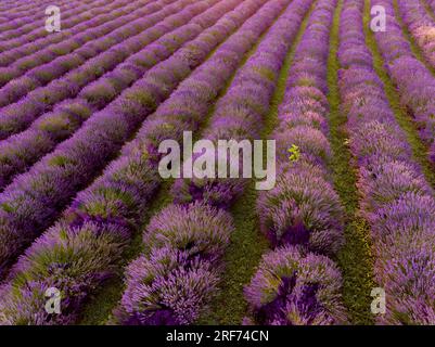 Il levander è una palma con fiore viola. il raccolto di lewander utilizzabile per cosmetici, medicinali, fragranze. In Una gricoltura levander Fields ha un Foto Stock