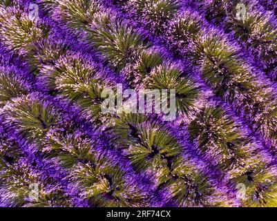 Il levander è una palma con fiore viola. il raccolto di lewander utilizzabile per cosmetici, medicinali, fragranze. In Una gricoltura levander Fields ha un Foto Stock