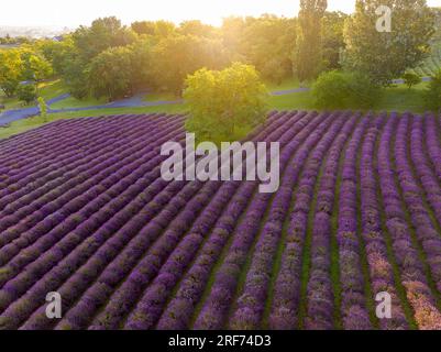 Il levander è una palma con fiore viola. il raccolto di lewander utilizzabile per cosmetici, medicinali, fragranze. In Una gricoltura levander Fields ha un Foto Stock