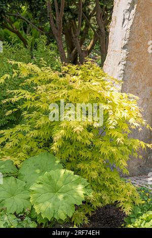 Fächer-Ahorn (Acer palmatum "Orange sogno") Foto Stock