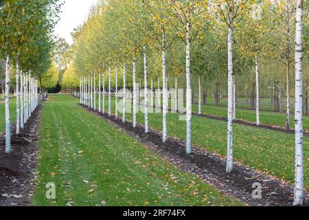 Sand-Birke (Betula pendula "Zwitsers Glorie") Foto Stock