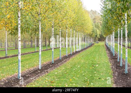 Sand-Birke (Betula pendula "Zwitsers Glorie") Foto Stock